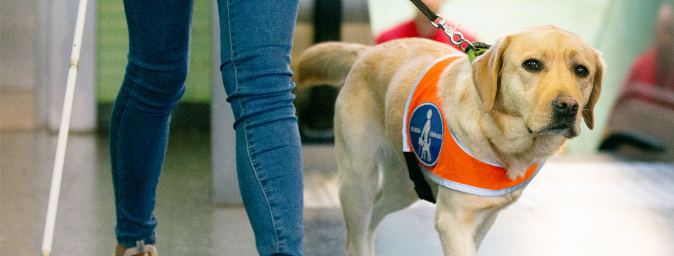 Special Assistance Travelling with Animals